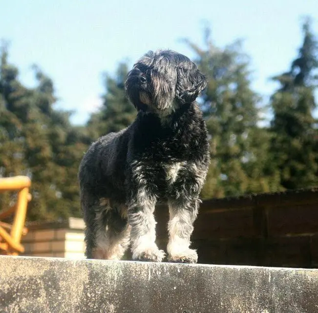 Image from Sanchi