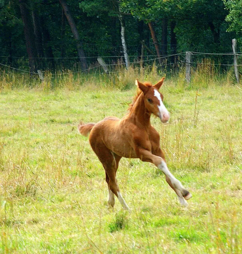 Condolence image of Daniela u SNIPER