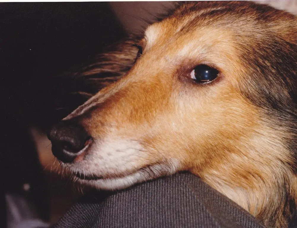 Condolence image of Julia