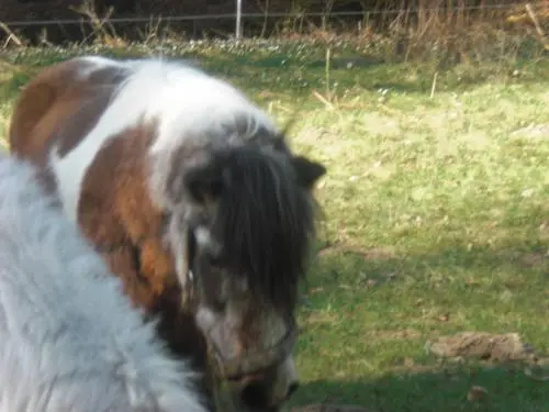 Image from Bubi , Lienchen und Hanni