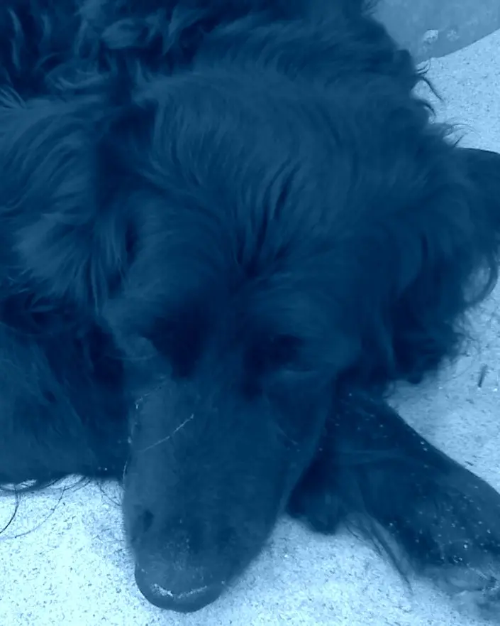 Condolence image of Elli