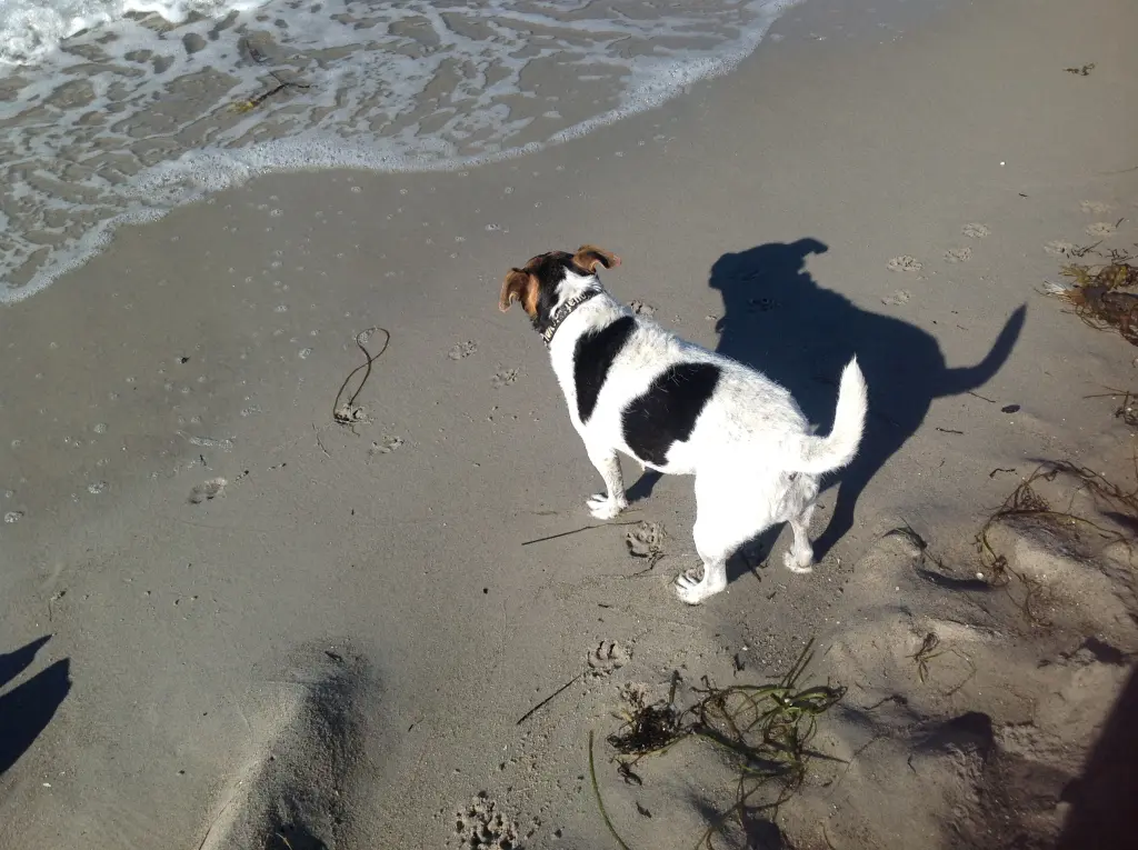 Image from Lola