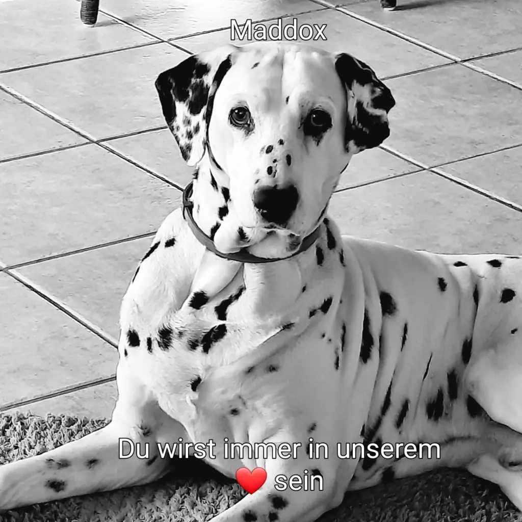 Bild von Maddox