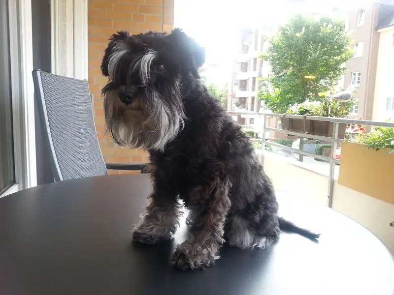 Image from Uma-Lucy