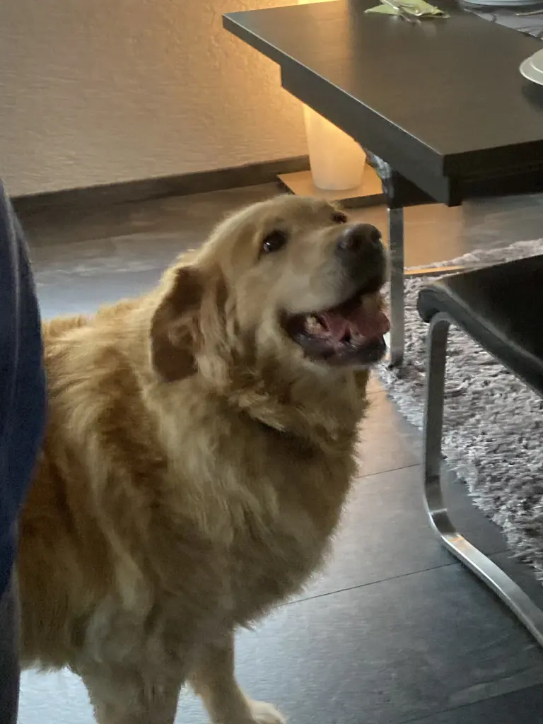 Condolence image of Angelika mit Seelenhund Luna von ❤️ + 02.03.2023