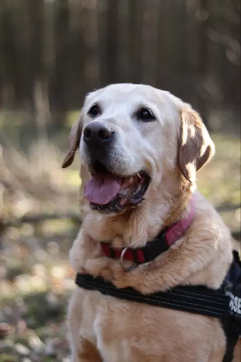 Condolence image of Anja mit Ben im Herzen