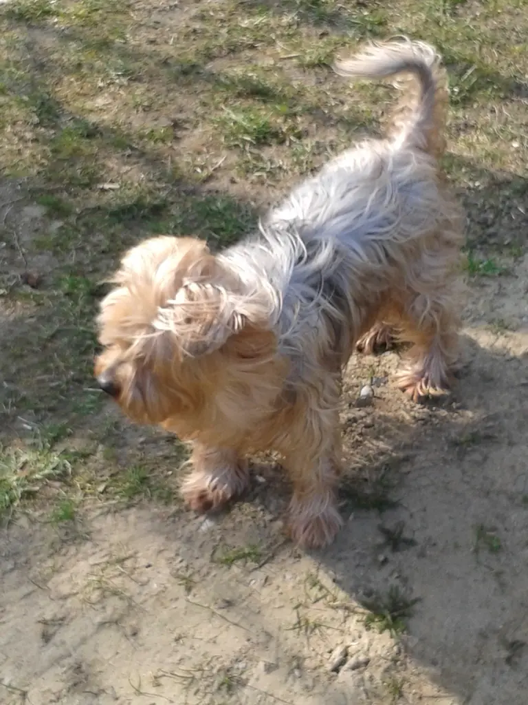 Condolence image of Ewa & Krzysztof mit Jacki tief im Herzen❤