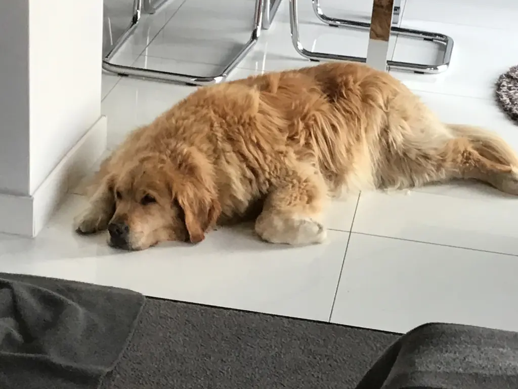 Condolence image of Angelika mit Luna von ❤️ + 02.03.2023