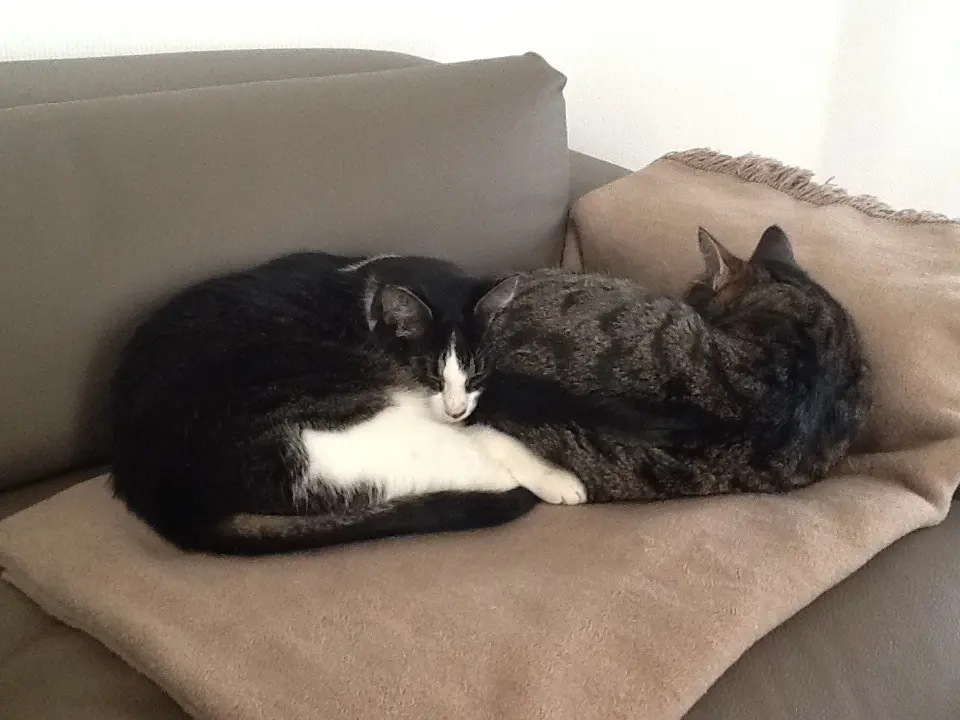 Condolence image of Oma 