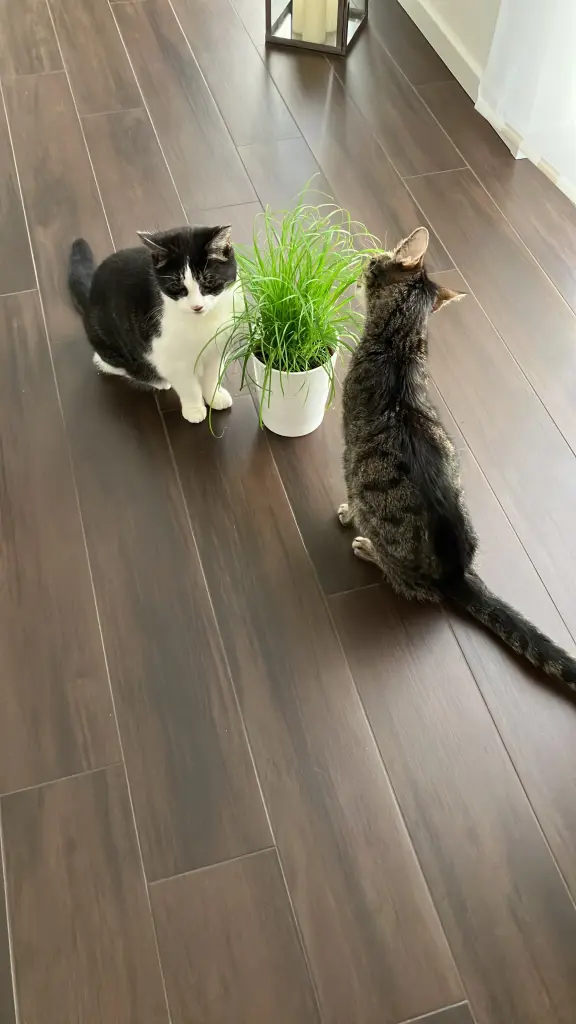 Condolence image of Oma