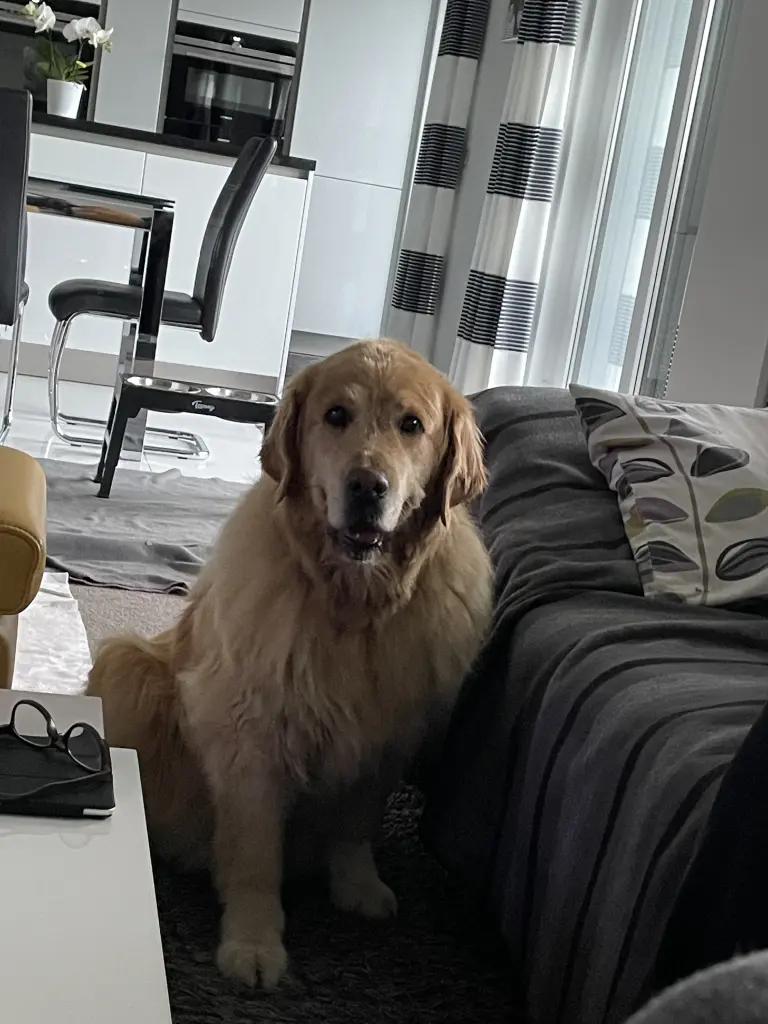 Condolence image of Angelika mit Seelenhund Luna von ❤️ + 02.03.2023