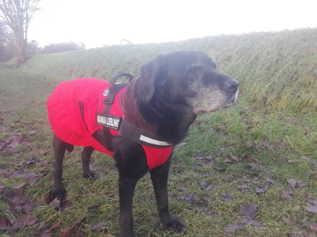Condolence image of Marion mit Chicca, Kira und Bandit für immer im ❤️