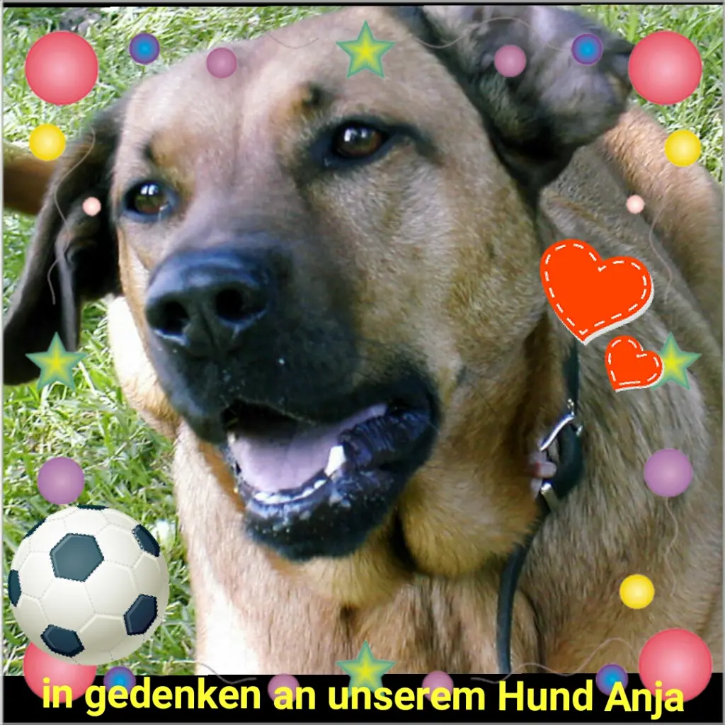 Condolence image of Heinz Günter 