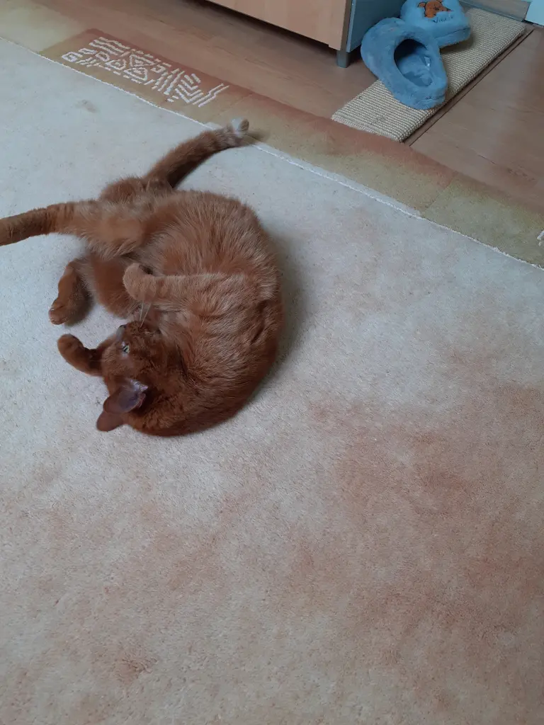 Condolence image of Birgit mit Max im Herzen ❤