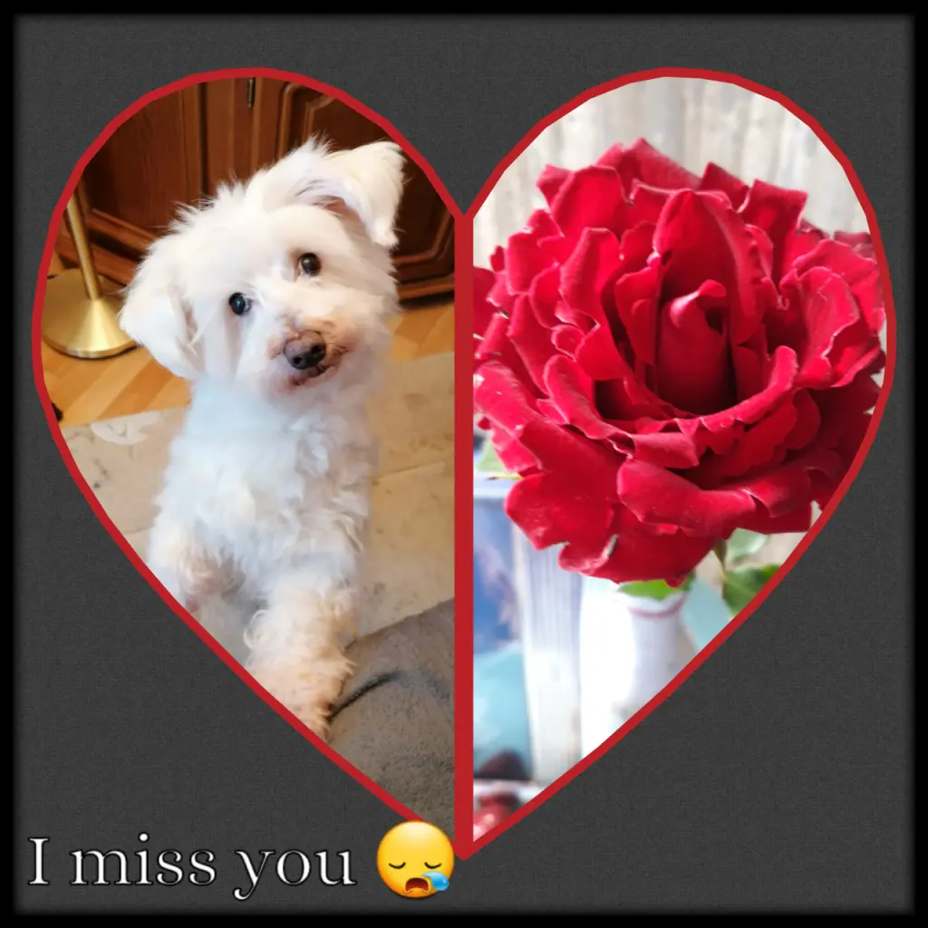 Condolence image of Martina mit Seelenhund Samy ♥️⭐♥️ für immer im Herzen 