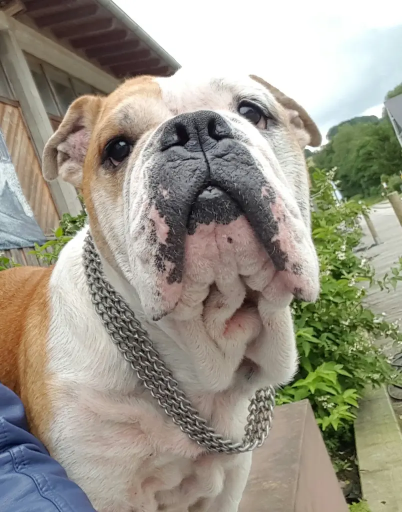 Image from Stella