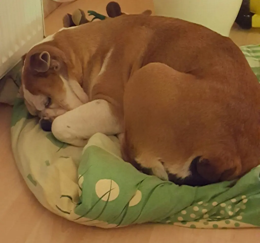 Image from Stella