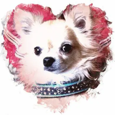 Condolence image of Kerstin mit Jay-Jay tief im Herzen ❤️, gest. am 13.04.2022