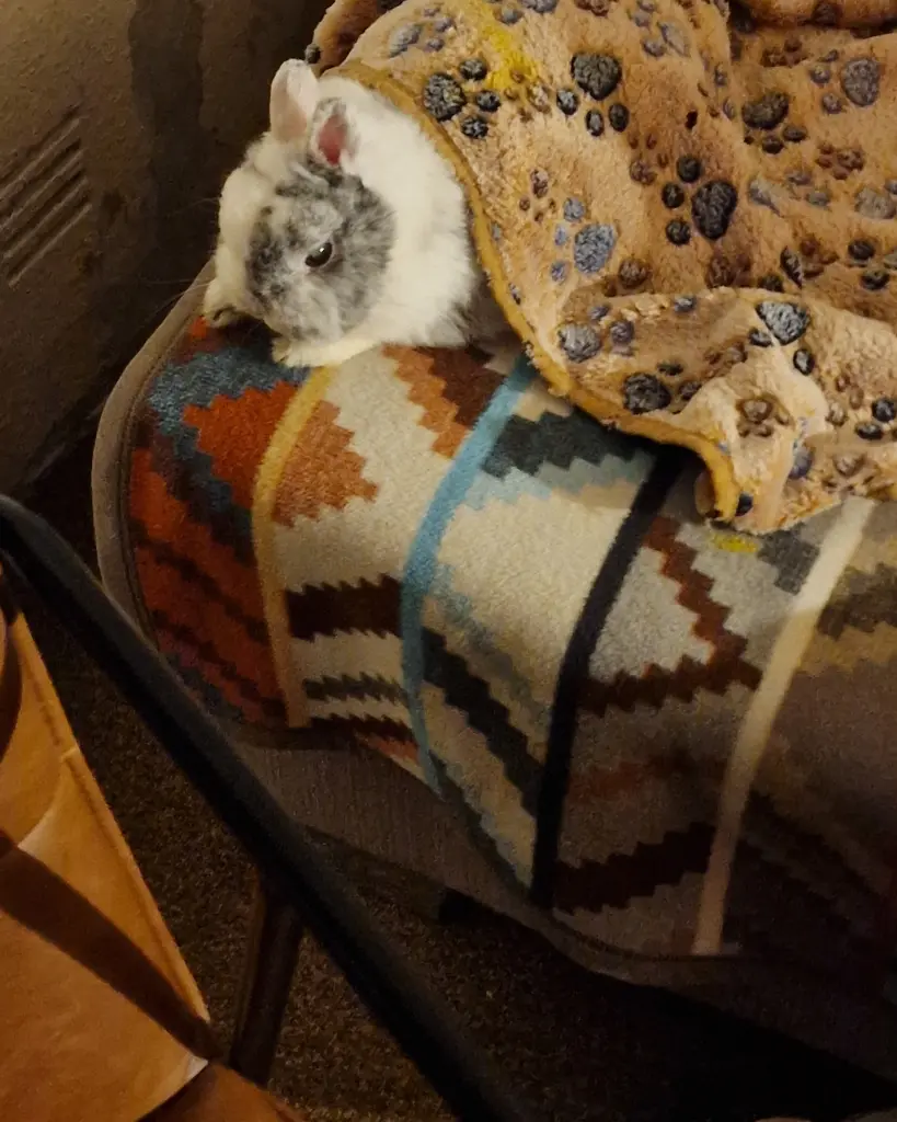 Condolence image of Karin  Mürschberger 