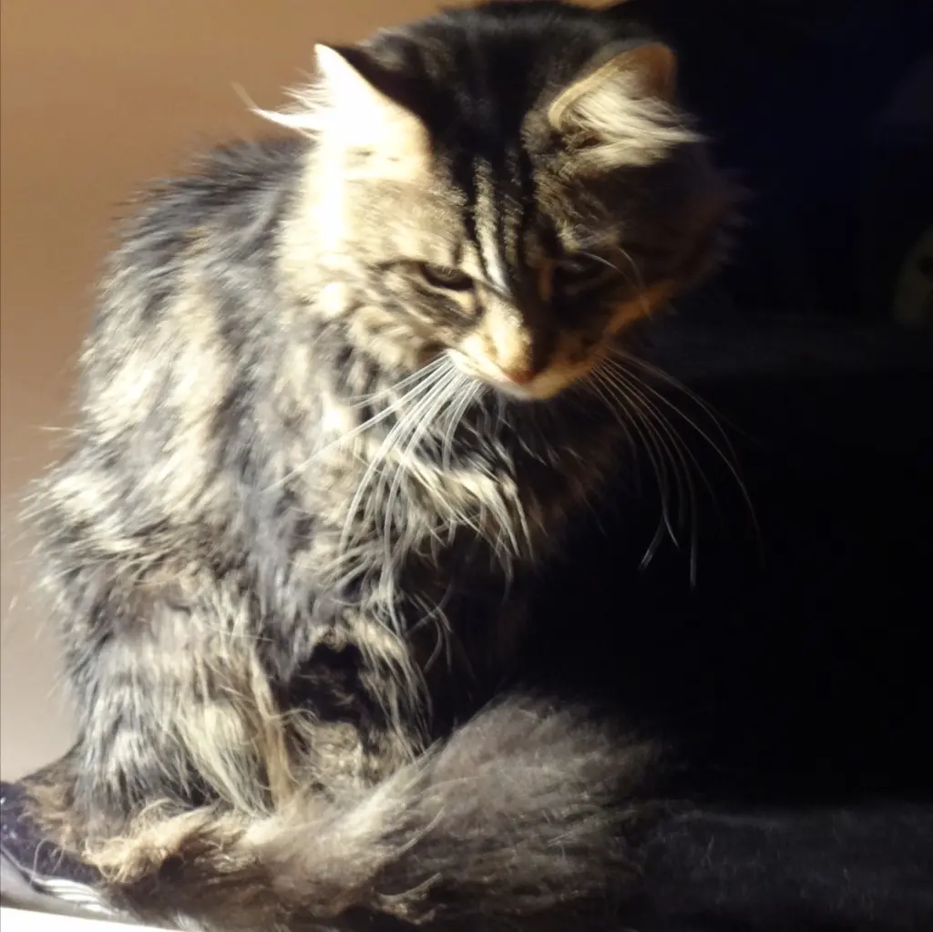 Condolence image of Anwar mit Pablo im Herzen 