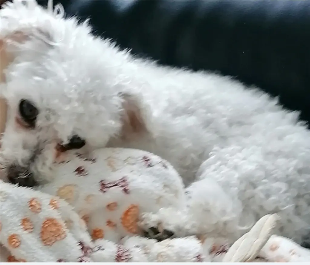 Andachtsbild von Gaby mit Snowy* im Herzen