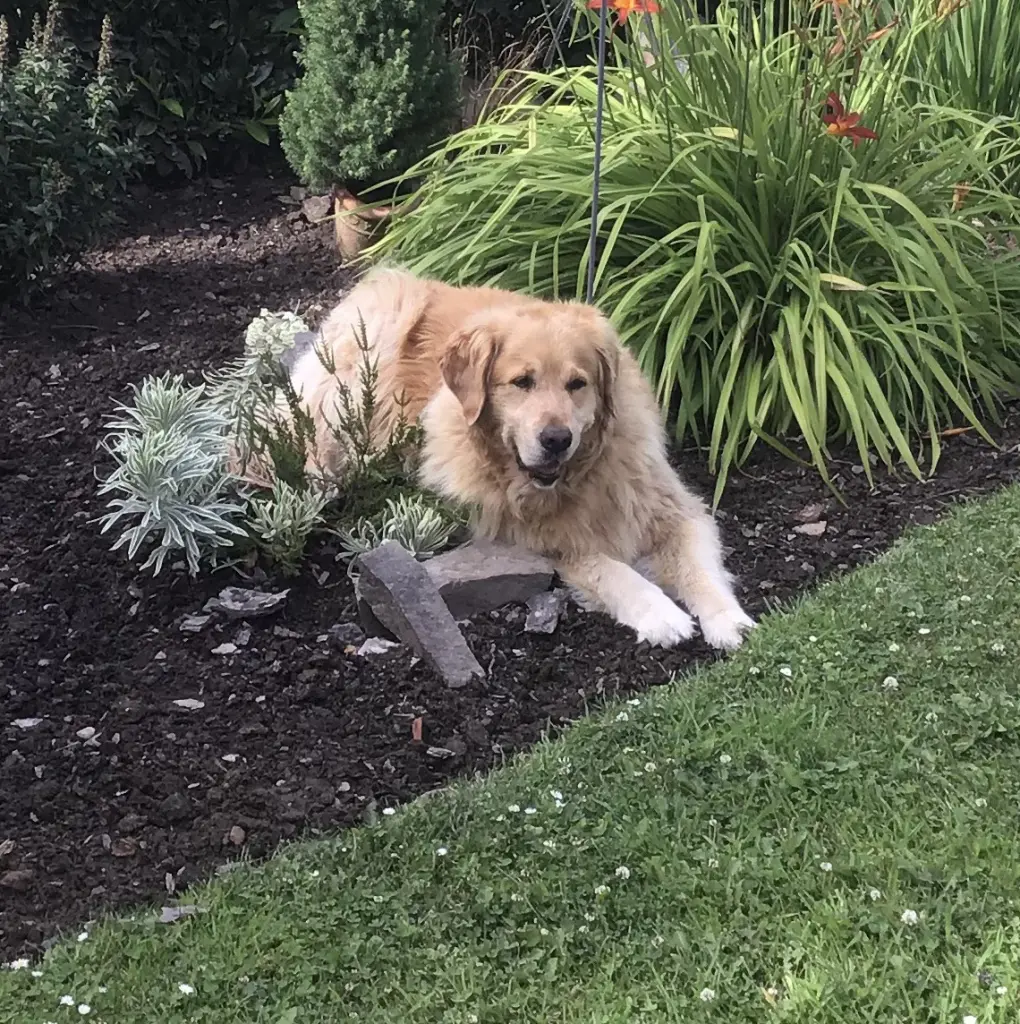 Condolence image of Angelika mit Luna von ❤️ + 02.03.2023