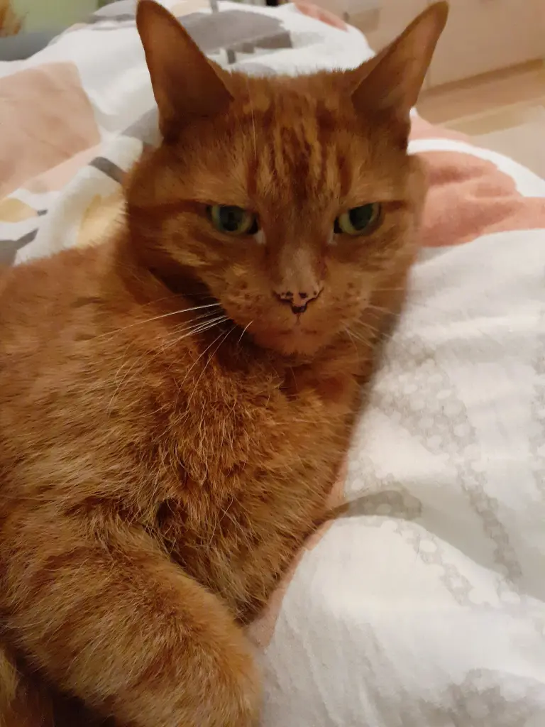 Condolence image of Birgit mit Max im Herzen ❤