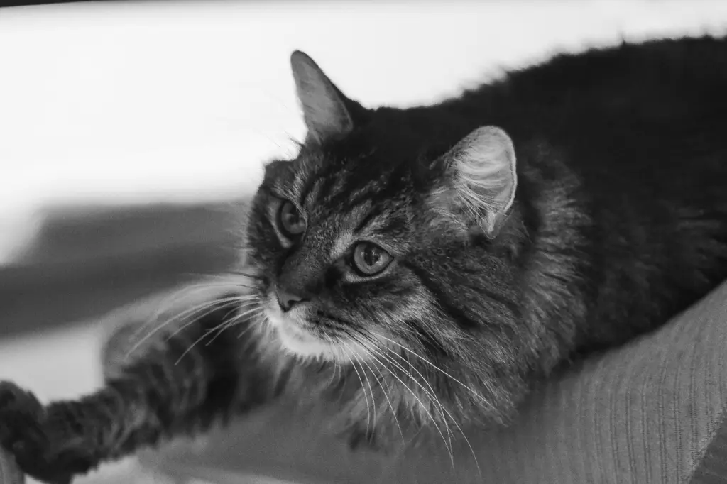 Condolence image of Nicole 