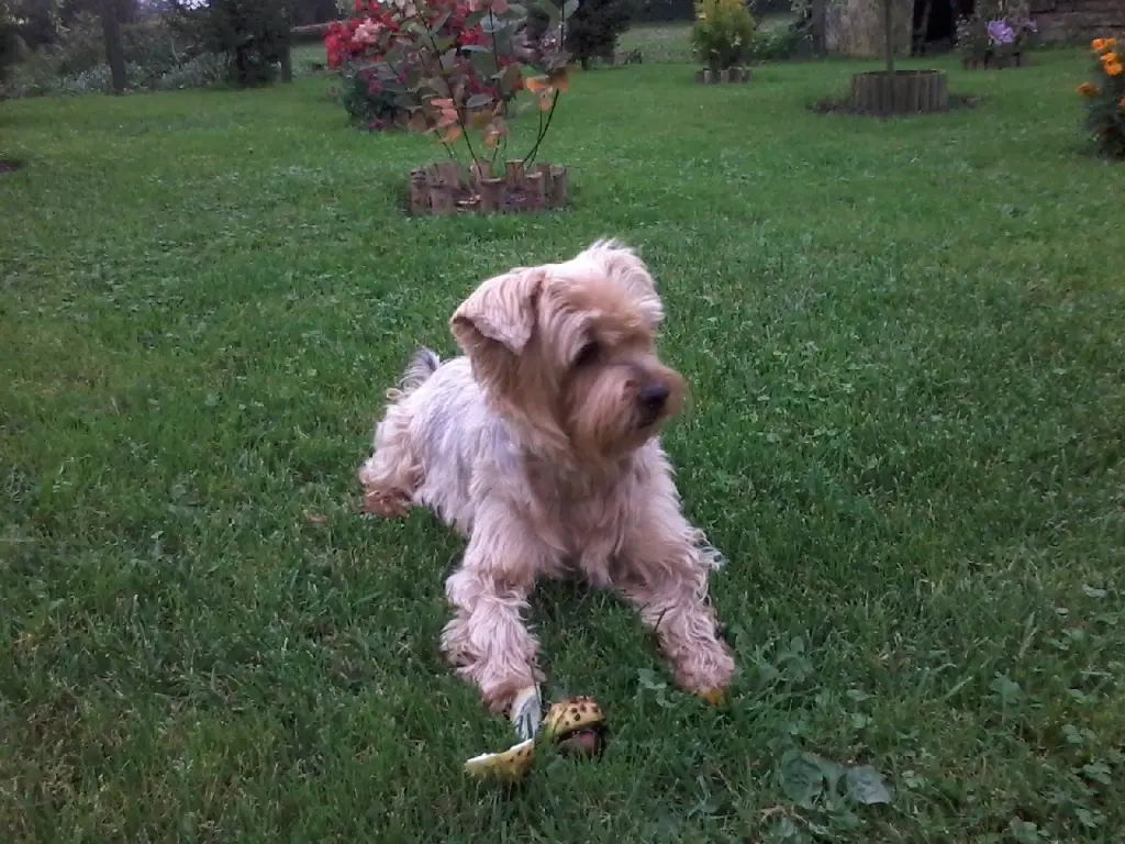Condolence image of Ewa & Krzysztof mit Jacki tief im Herzen❤