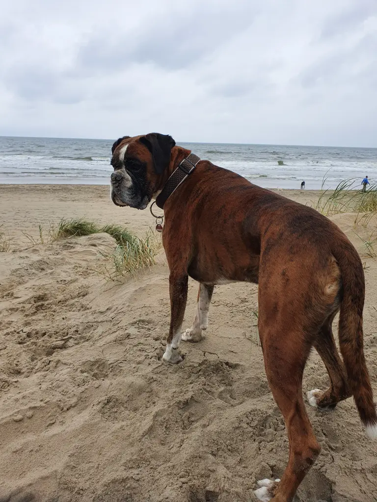 Condolence image of Karina und Jörg mit Floyd im ❤ 
