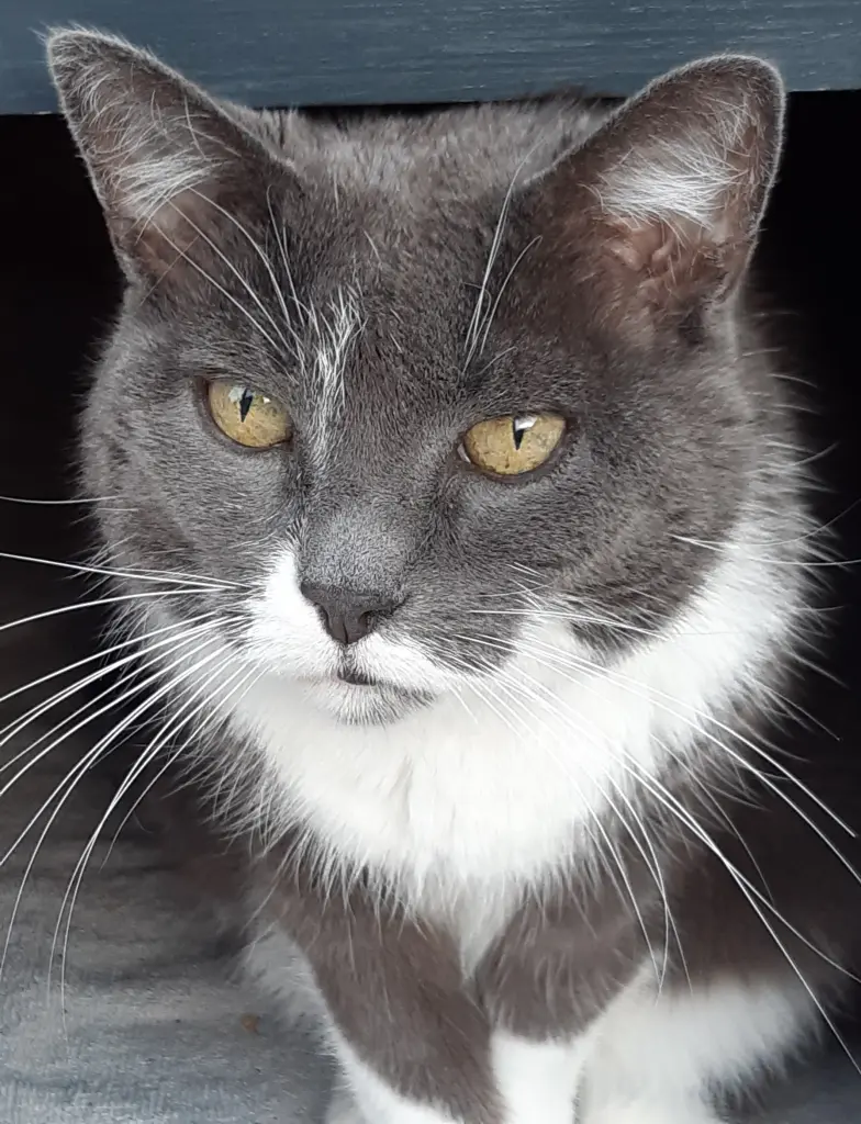 Condolence image of Astrid