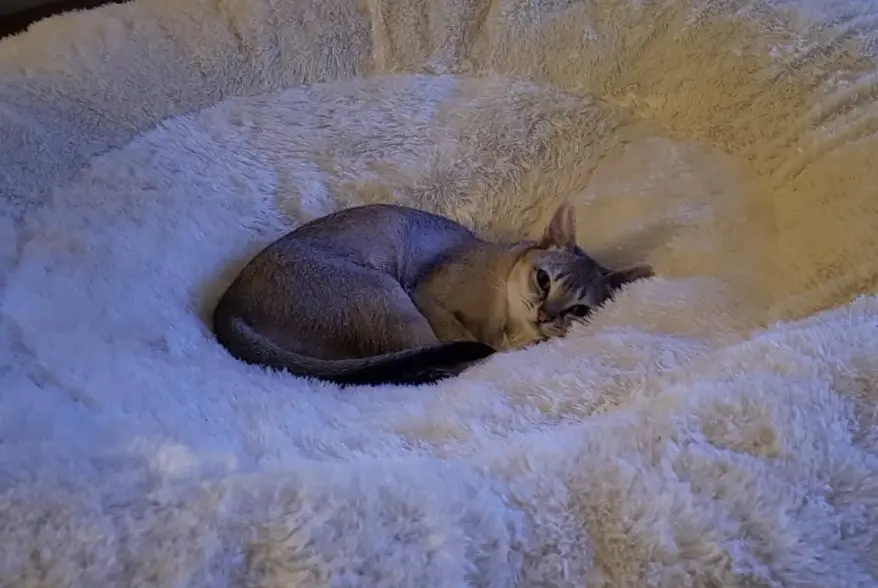 Condolence image of Nhinis Mama