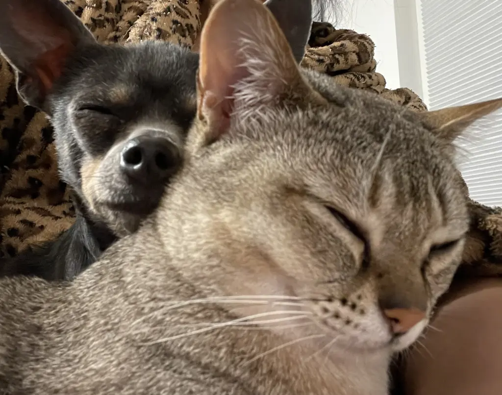 Condolence image of Nhinis Mama