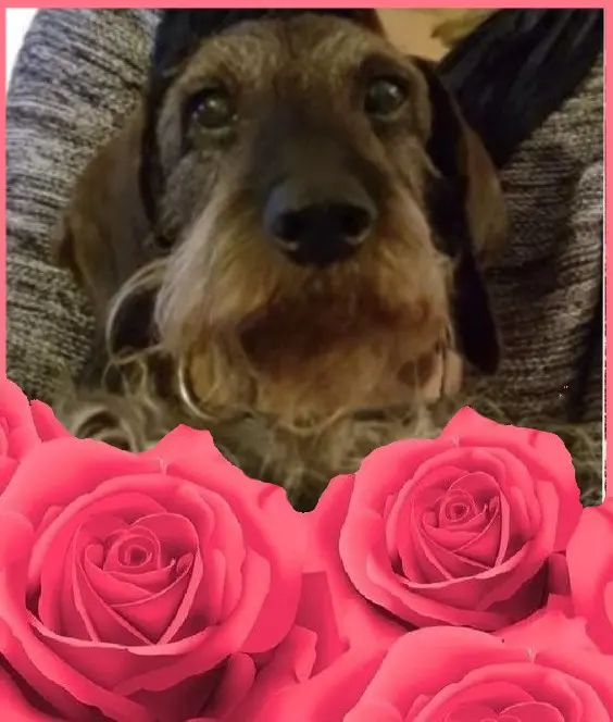 Condolence image of Andrea mit Minki im ♥️ gest. 19.10.2020