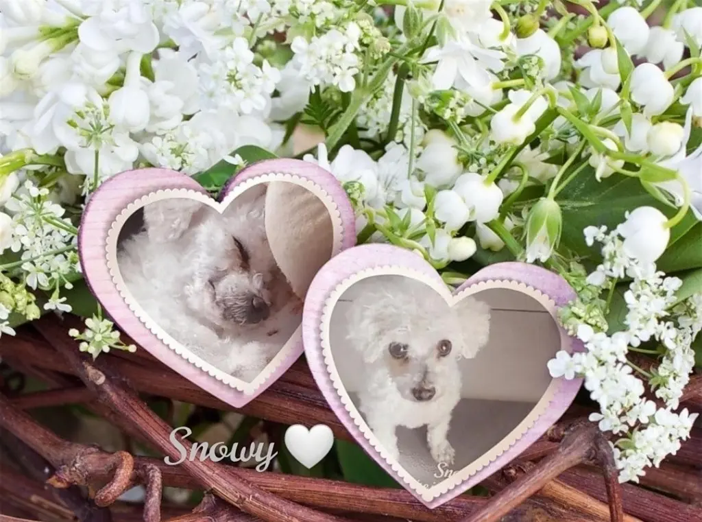 Condolence image of Gaby mit Snowy* im Herzen 