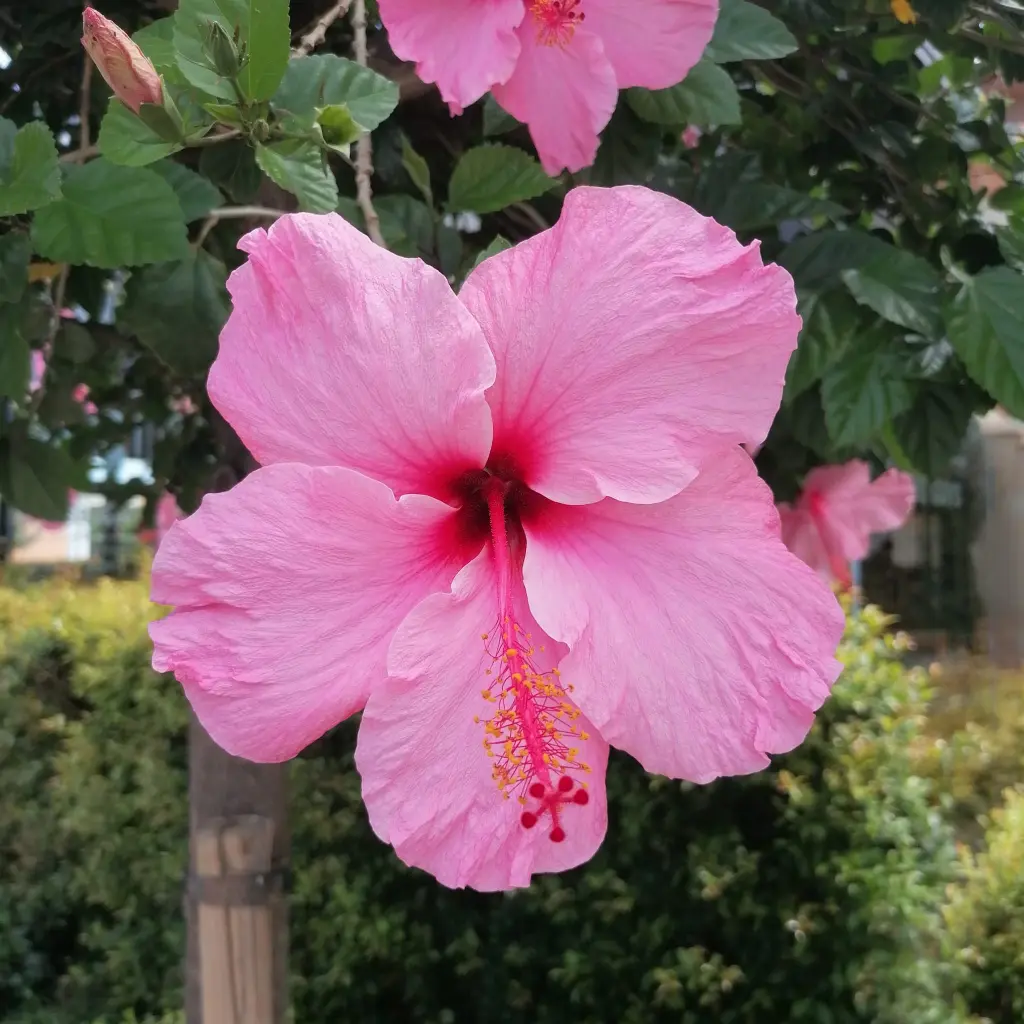 Condolence image of Martina mit Seelenhund Samy ♥️⭐♥️ für immer im Herzen 