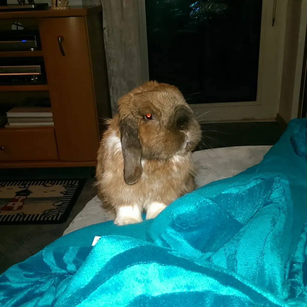 Condolence image of Andrea mit Schnuffi tief im ❤ 