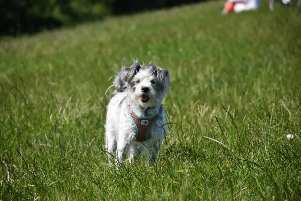 Condolence image of Regina mit Shila im Herzen ❤️ 