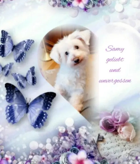 Condolence image of Martina mit Seelenhund Samy ♥️⭐♥️ für immer im Herzen