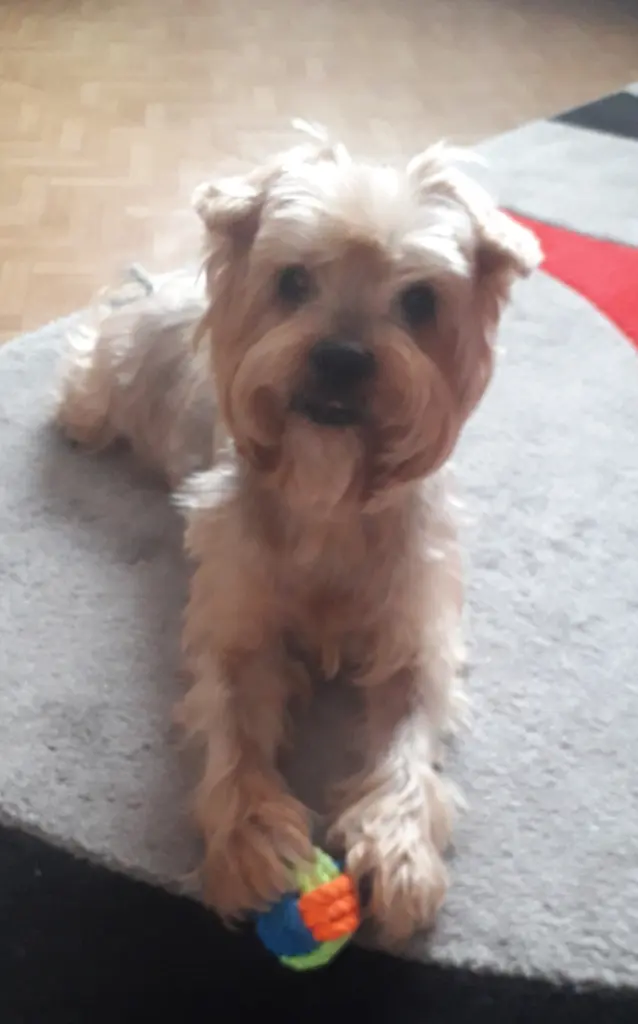 Condolence image of Ewa  & Krzysztof mit Jacki tief im Herzen ❤