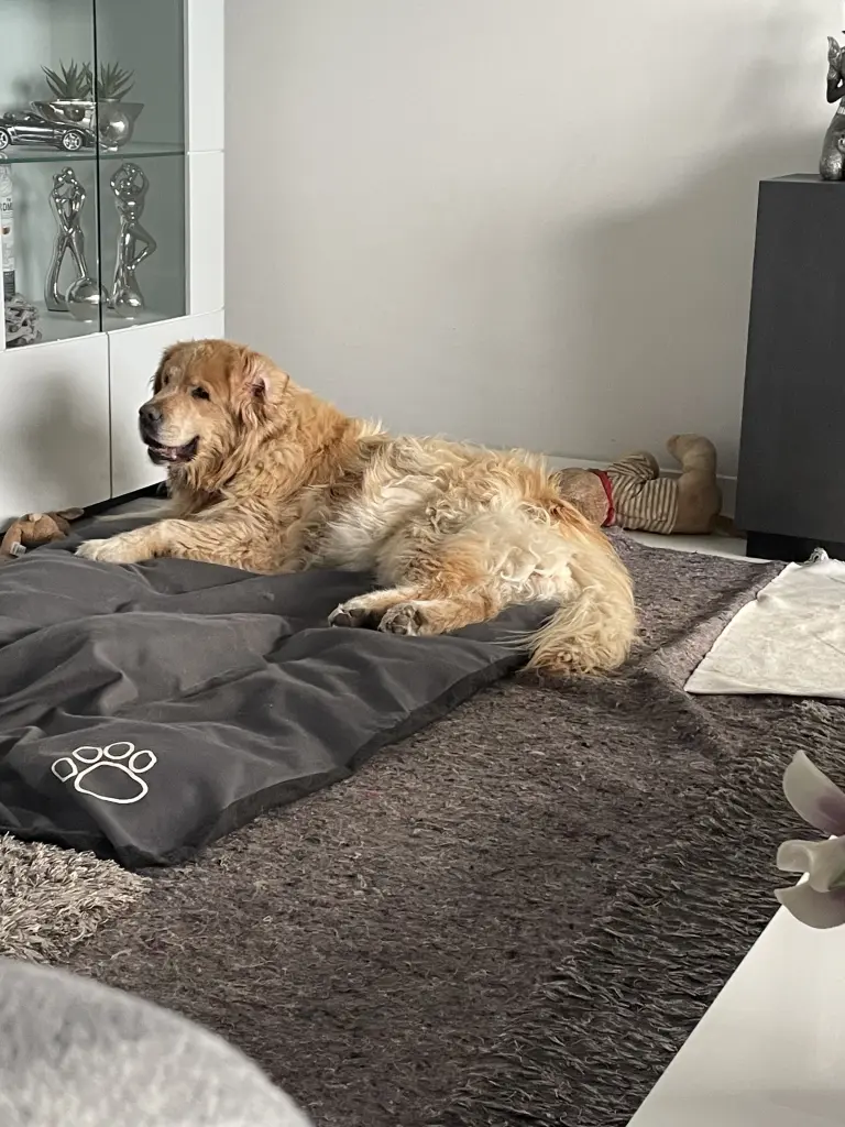 Condolence image of Angelika mit Luna von ❤️+ 02.03.2023