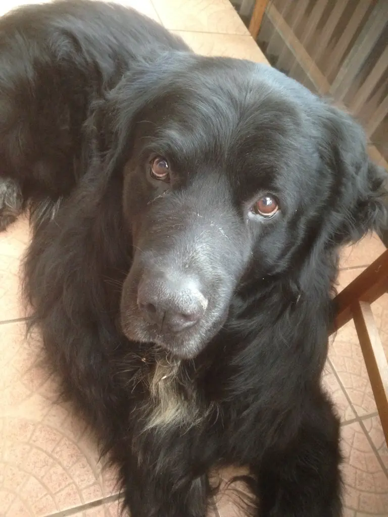 Image from Balou