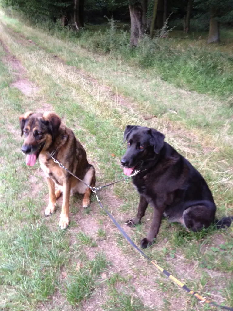 Image from Chico & Lucky