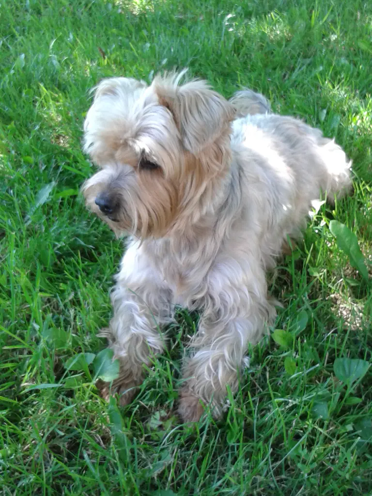 Condolence image of Ewa & Krzysztof mit Jacki tief im Herzen ❤