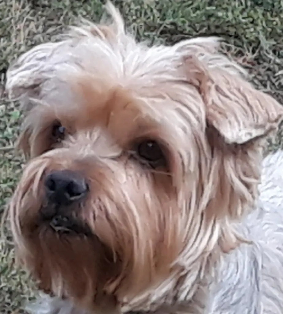 Condolence image of Ewa & Krzysztof mit Jacki tief im Herzen ❤️