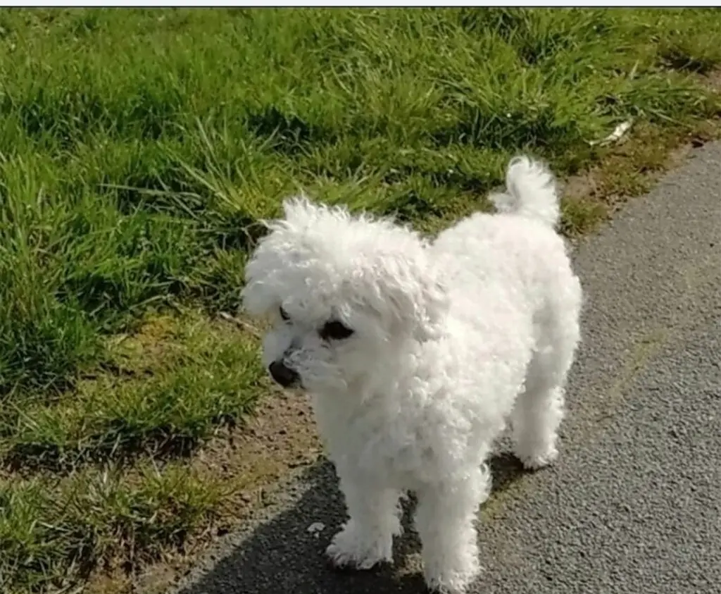 Condolence image of Gaby mit Snowy* im Herzen