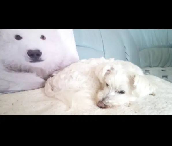 Condolence image of Martina mit Seelenhund Samy ♥️⭐♥️ für immer im Herzen 