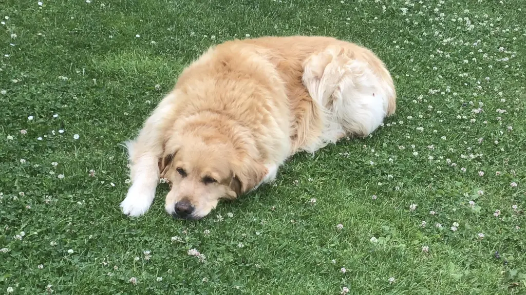 Condolence image of Angelika mit Luna von ❤️ + 02.03.2023