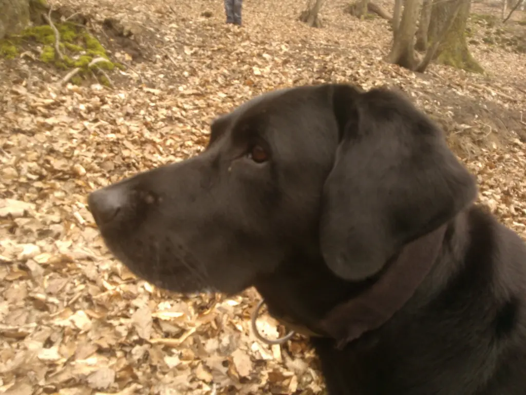 Image from Balou