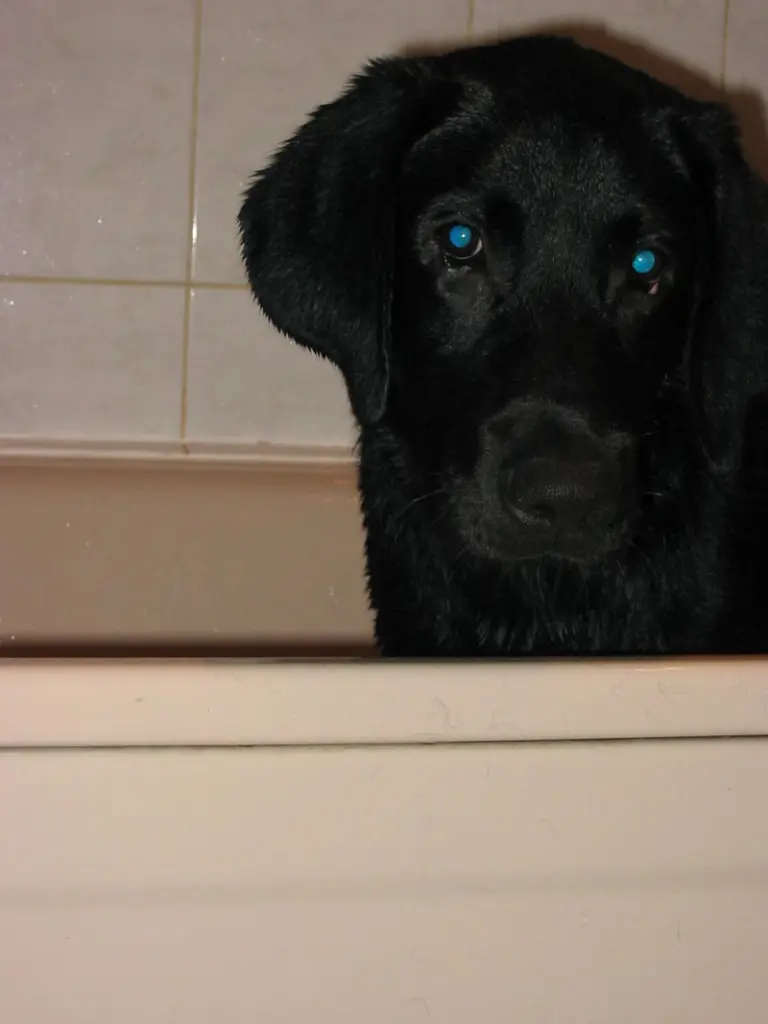 Image from Balou